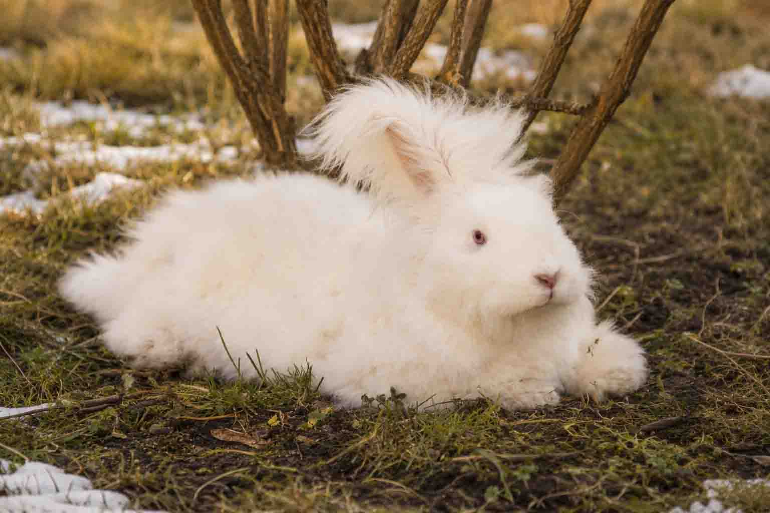 Rabbit blend material